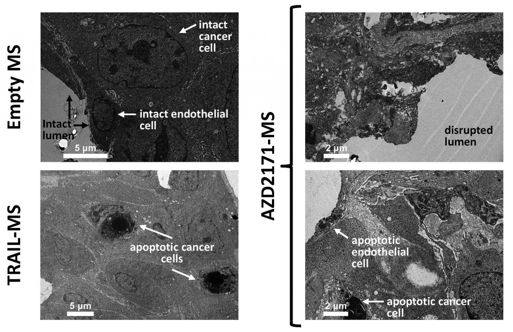 Shivinsky et al